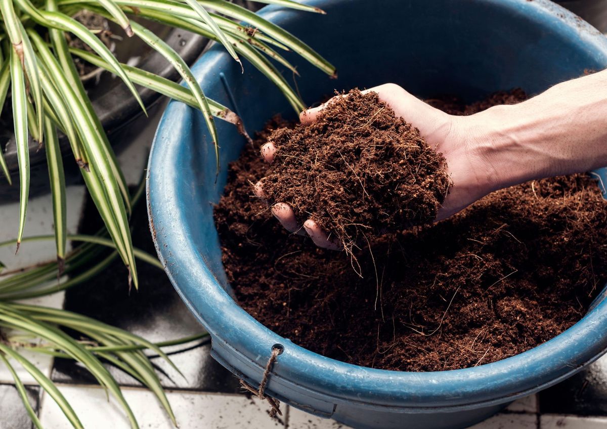 Plantas contentas y sanas en otoño