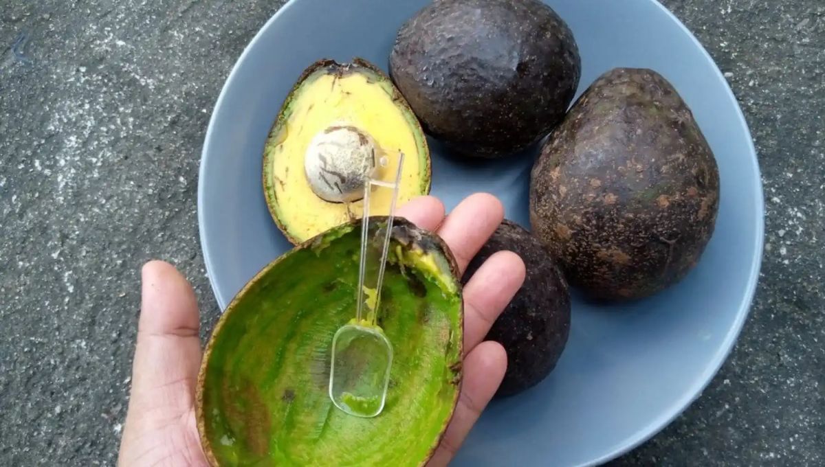 El tesoro de las cáscaras de palta o aguacate: 5 trucos caseros para aprovechar este ingrediente natural