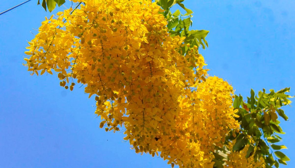 Este árbol requiere poco mantenimiento. Imagen: Freepik. Este árbol requiere poco mantenimiento. Imagen: Freepik.