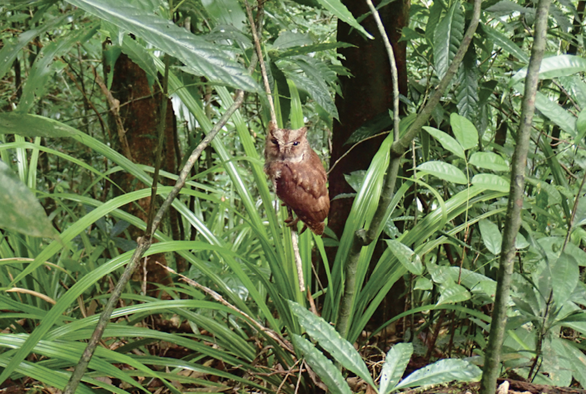 Científicos descubren más de 700 nuevas especies en un tesoro de África Central Científicos descubren más de 700 nuevas especies en un tesoro de África Central