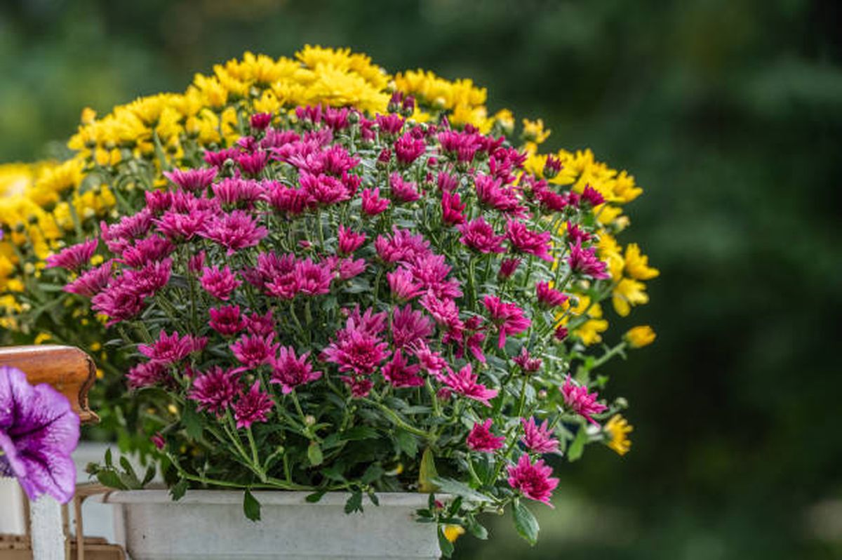 Este hermoso ejemplar no exige cuidados de jardiner&iacute;a.