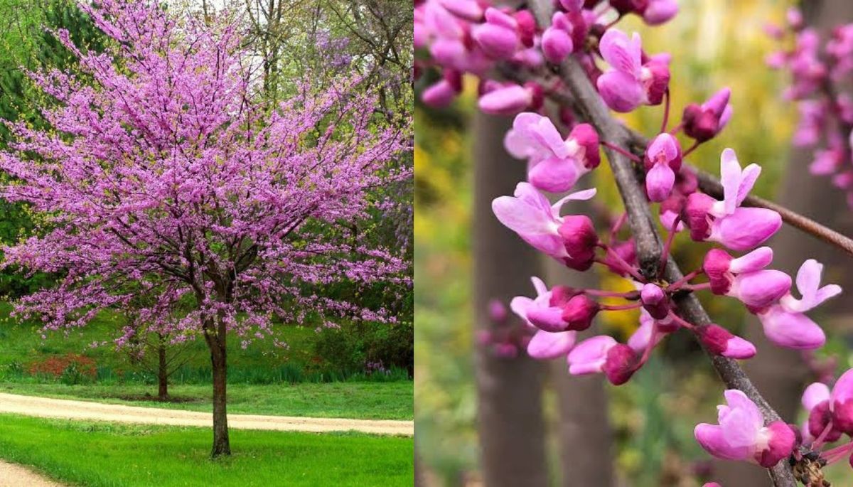 El árbol famoso por su espectacular floración. Imagen: Redacción Diario Uno