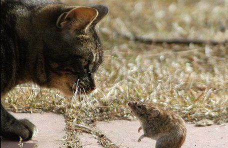 ¿Por qué los ratones huyen de los gatos?