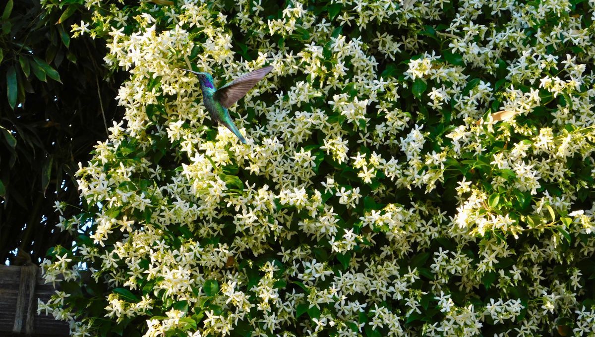 Si este a&ntilde;o quieres que tu jard&iacute;n sea m&aacute;s que un espacio verde, plantar jazm&iacute;n y combinarlo con otras especies puede convertirlo en un verdadero santuario para colibr&iacute;es.