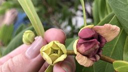 La planta de flores burdeos que solo crece en Estados Unidos: es aromática y produce un fruto tóxico
