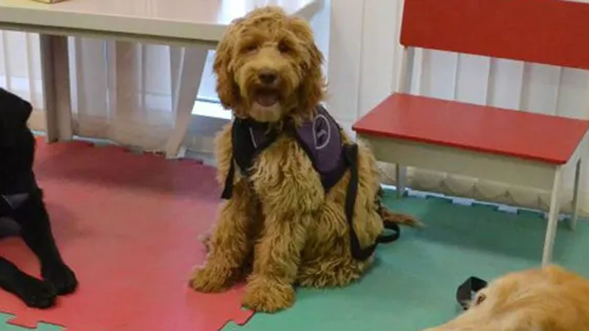 Mate parece un peluche y es adorable con los niños. Ayudará al nene de 6 años que dijo haber sido abusado por su maestra en San Martín a pasar por Cámara Gesell.