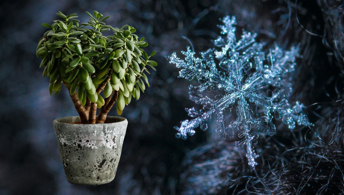 Cómo cuidar al árbol de Jade cuando baja la temperatura
