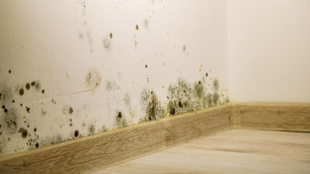 Si estás por alquilar un departamento o una casa, estas señales te indicarán que existen problemas de humedad