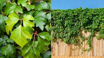 La planta trepadora casi indestructible que se puede cultivar en maceta La planta trepadora casi indestructible que se puede cultivar en maceta