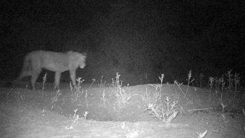 Encontraron una población desconocida de leones en una reserva de Etiopía