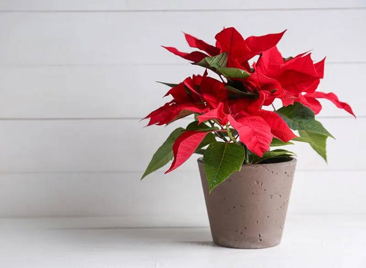 Con este abono casero, tu planta estallará de flores. Con este abono casero, tu planta estallará de flores.