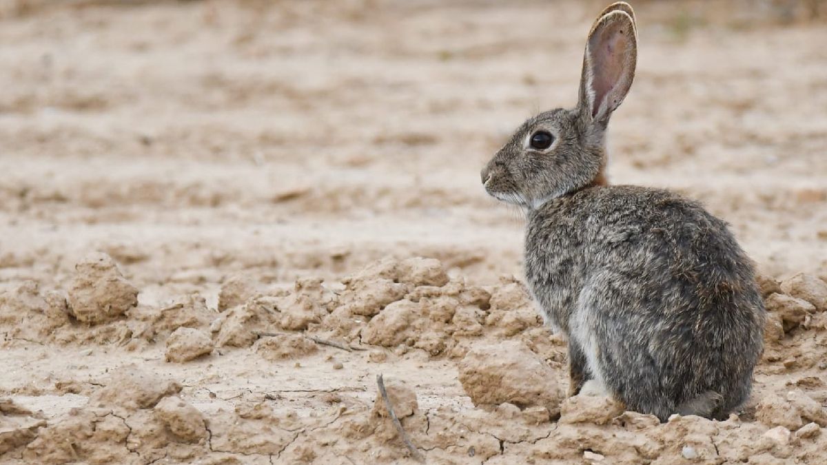 El conejo, el animal que está causando dolores de cabeza en Chile y Argentina. El conejo, el animal que está causando dolores de cabeza en Chile y Argentina.