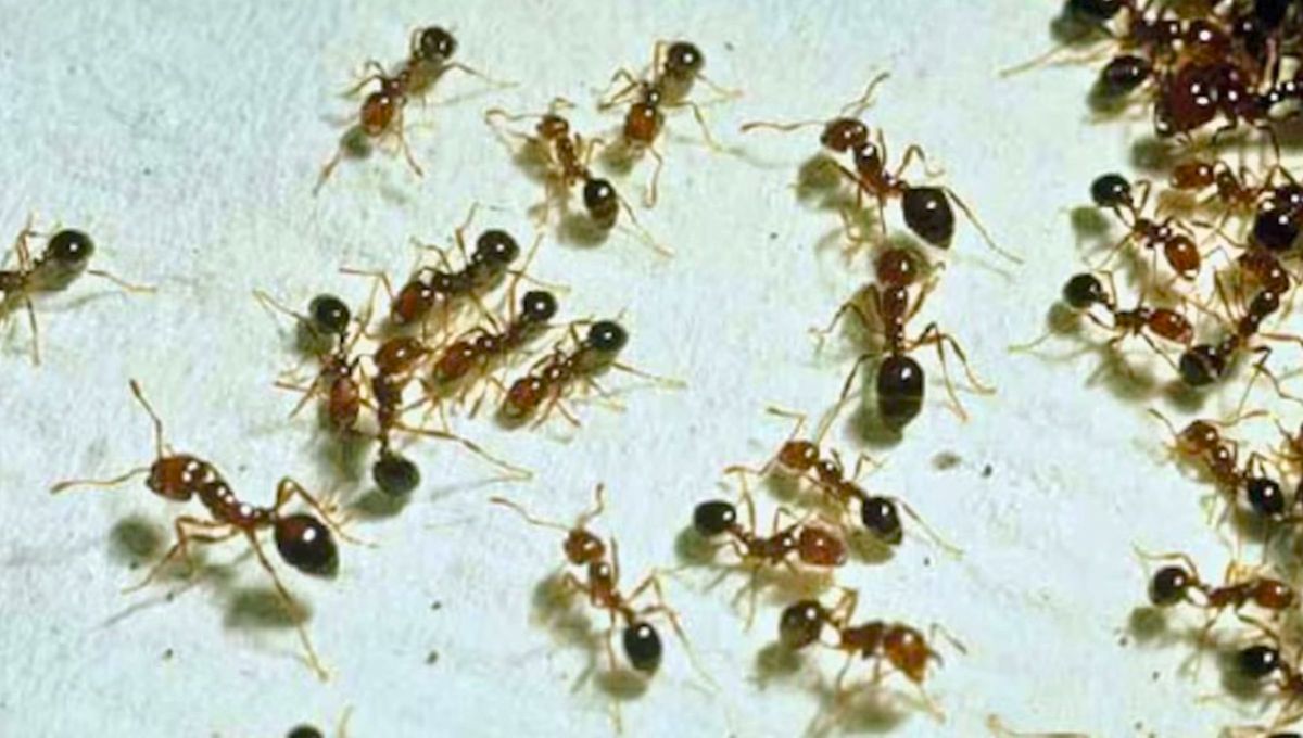 Cada ejemplar de esta especie tiene 3 milímetros de largo, lo que hace incalculable el número de hormigas que conforman la colonia. Cada ejemplar de esta especie tiene 3 milímetros de largo, lo que hace incalculable el número de hormigas que conforman la colonia.