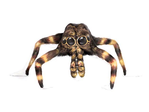 Miralo bien: no es una araña