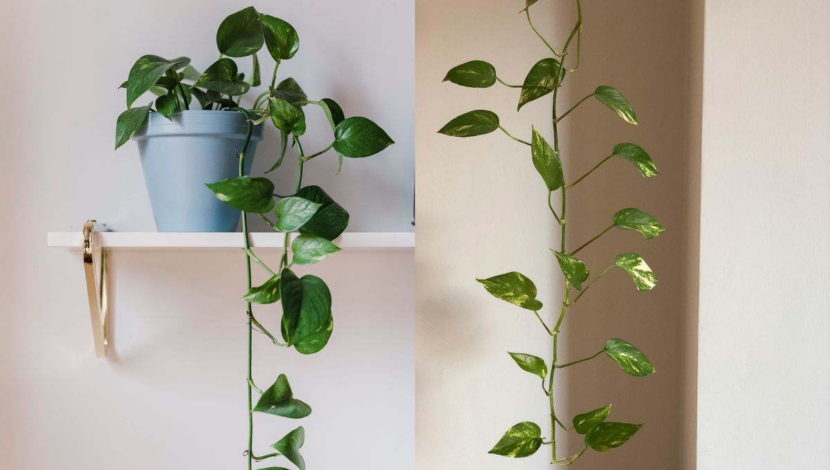 Los esquejes de la planta también se pueden utilizar para obtener ejemplares nuevos. Los esquejes de la planta también se pueden utilizar para obtener ejemplares nuevos.