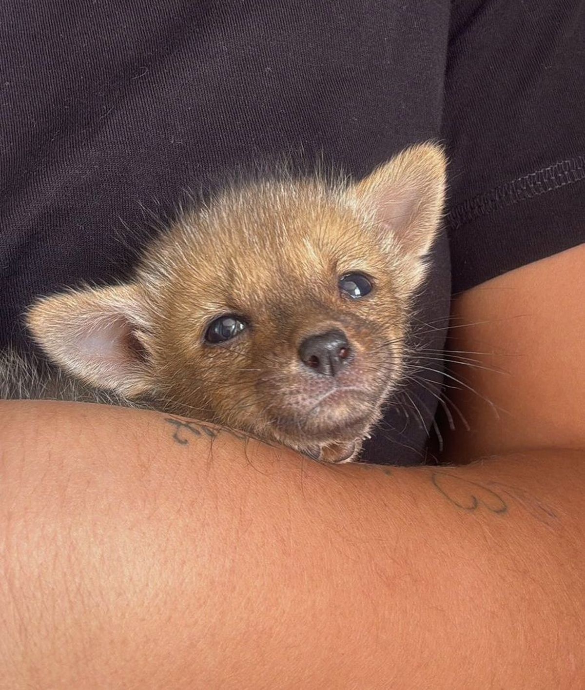 Un zorrito bebé encontrado días atrás que luego fue devuelto a su familia. Muchísimos de estos animales se pasean a toda hora, sobre todo de noche, en algunos barrios cercanos al piedemonte. Un zorrito bebé encontrado días atrás que luego fue devuelto a su familia. Muchísimos de estos animales se pasean a toda hora, sobre todo de noche, en algunos barrios cercanos al piedemonte.