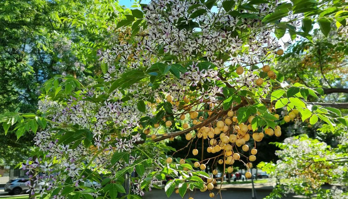 Este árbol desprende un aroma dulce y fresco.