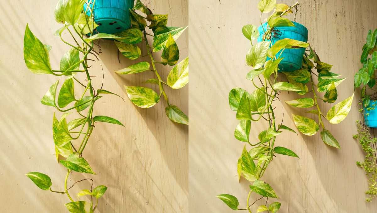 Como toda especie, el potus tiene algunos contras y varios pros que es mejor conocer.&nbsp;