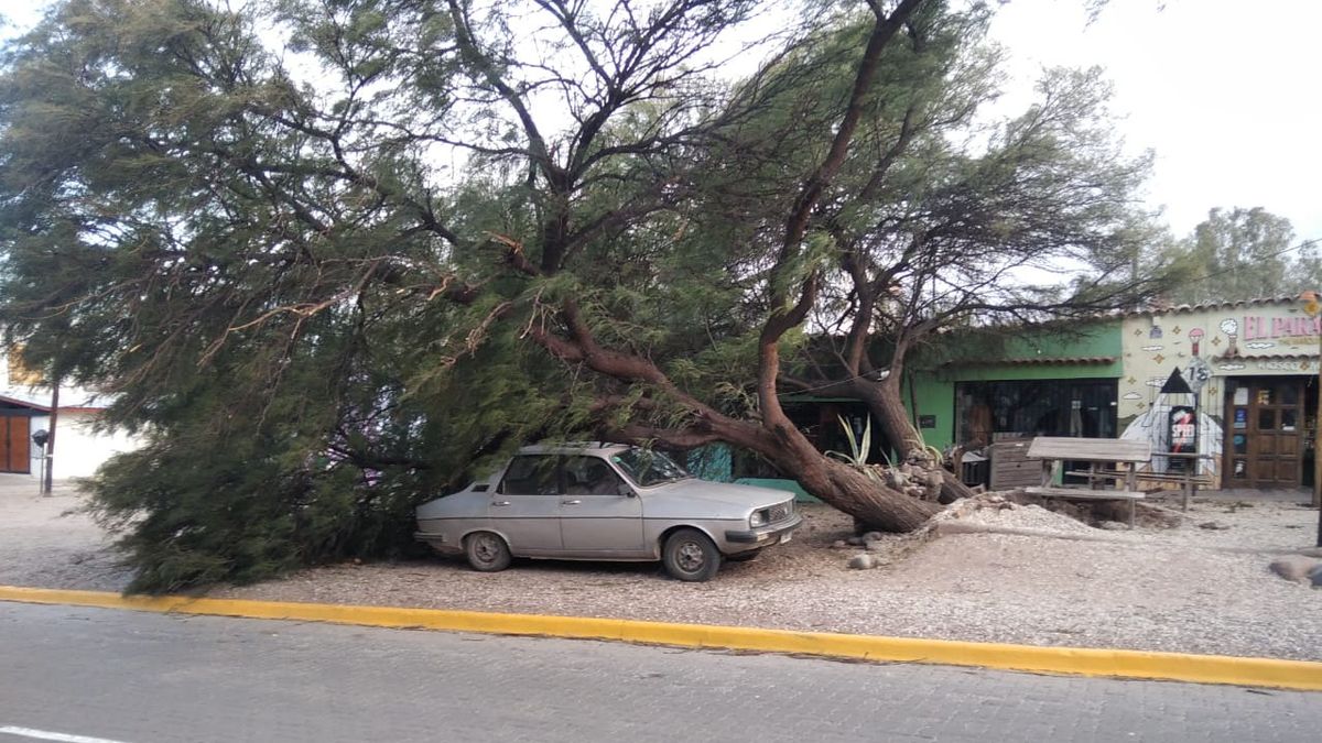 Un árbol caído en Chacras de Coria.