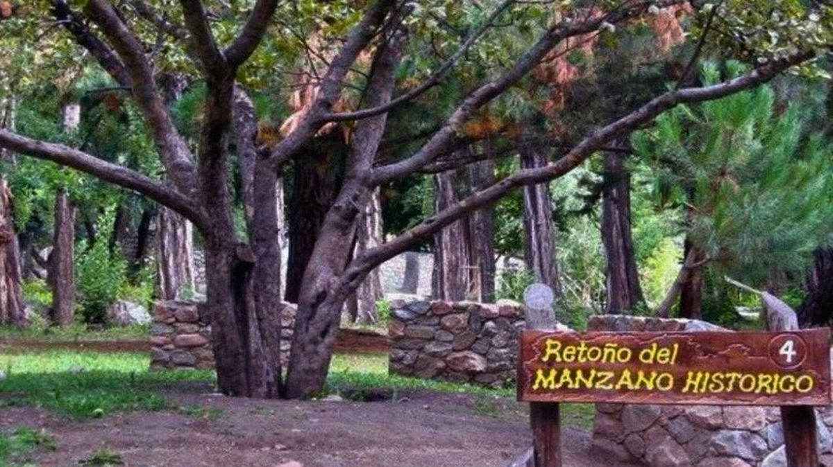 El árbol del Manzano Histórico de Tunuyán donde Don José de San Martín durmió una noche de enero de 1823 al volver -por el paso El Portillo- de la gesta libertadora en Chile. El árbol del Manzano Histórico de Tunuyán donde Don José de San Martín durmió una noche de enero de 1823 al volver -por el paso El Portillo- de la gesta libertadora en Chile.