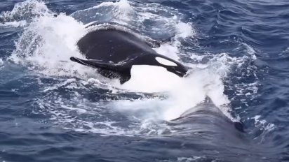 Captura de pantalla: una de las orcas ataca a la ballena jorobada.