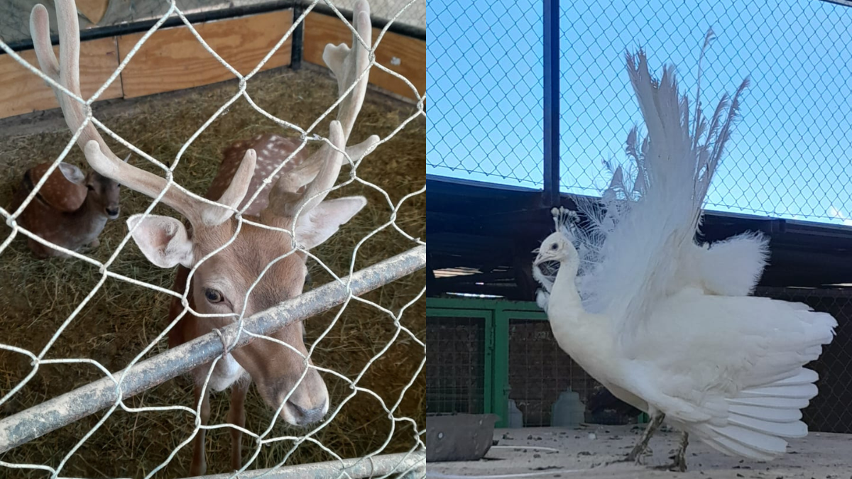 El hecho ocurrió en callejón Reinoso de Luján de Cuyo. La Policía Rural secuestró además armas y municiones.