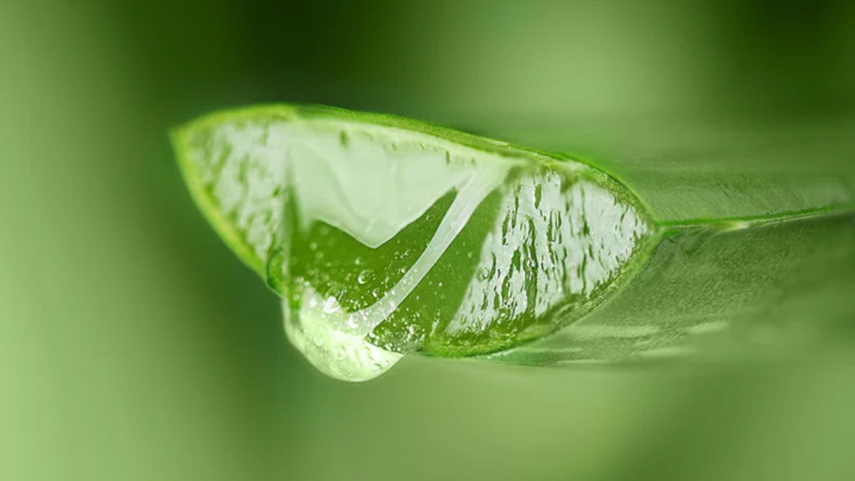 La planta de Aloe Vera tiene un sin fin de beneficios para el cuerpo humano.