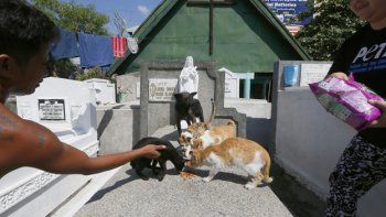 Me pareció haber visto un lindo gatito