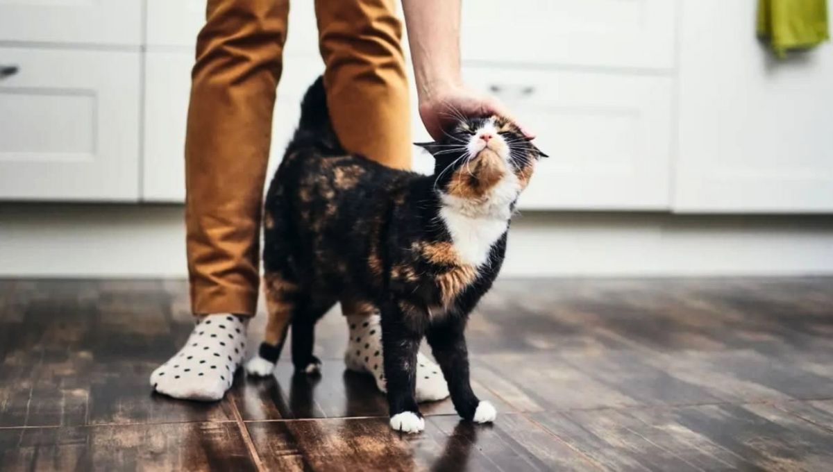 Los gatos tienen una persona favorita escogida entre una familia