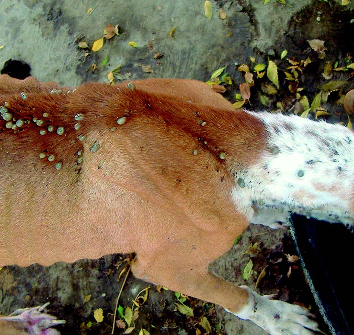 El sencillo truco con tu celular que te permite saber si tu perro tiene garrapatas El sencillo truco con tu celular que te permite saber si tu perro tiene garrapatas