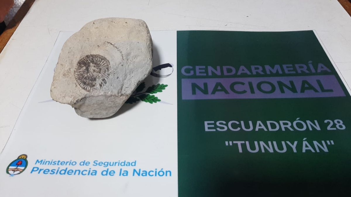 Piedra con un fósil proveniente del hallazgos arqueológicos casuales de un ciudadano en el Sosneado, y requisado, según la Ley 25.743, en un procedimiento realizado en Pareditas, San Carlos, por personal de Gendarmería Nacional.