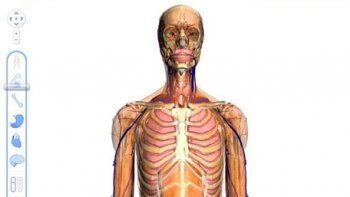 El nuevo mapa del cuerpo humano en 3D