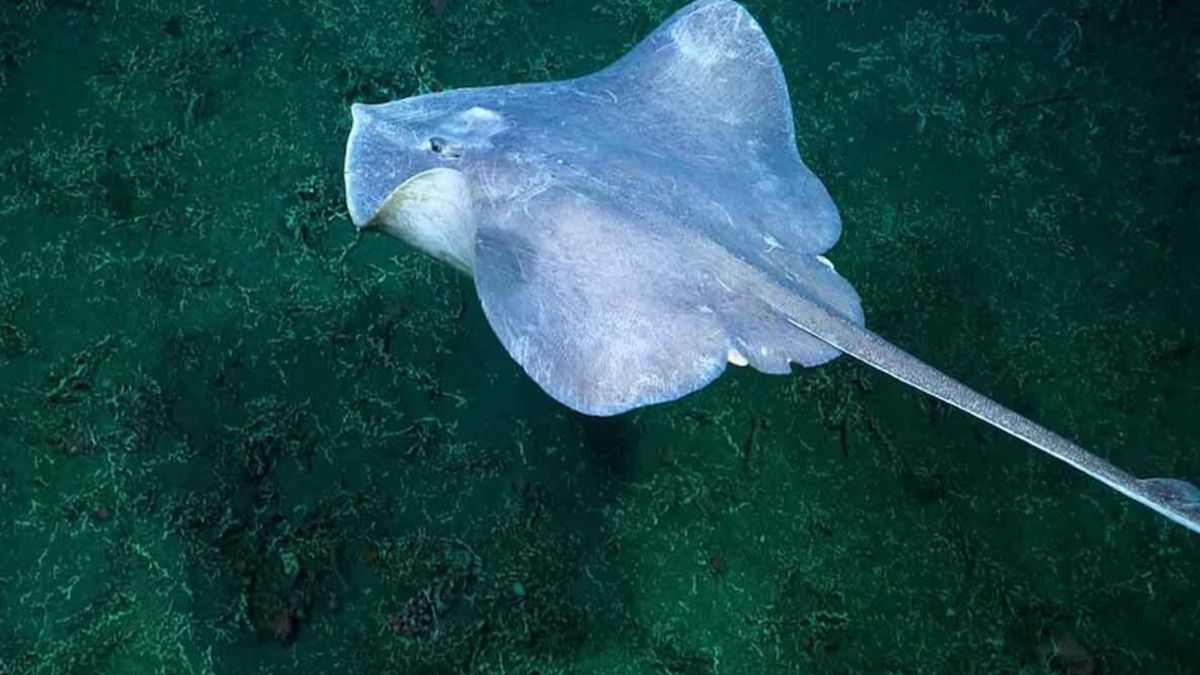 Investigación del Conicet: el pulpo Dumbo y la estrella de mar culona se despiden del streaming