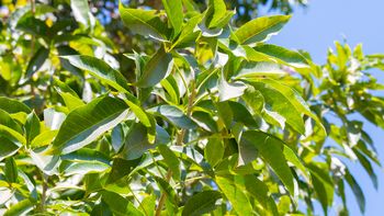 El árbol frutal de tamaño medio que se cultiva en maceta y deja un aroma dulce en el jardín El árbol frutal de tamaño medio que se cultiva en maceta y deja un aroma dulce en el jardín