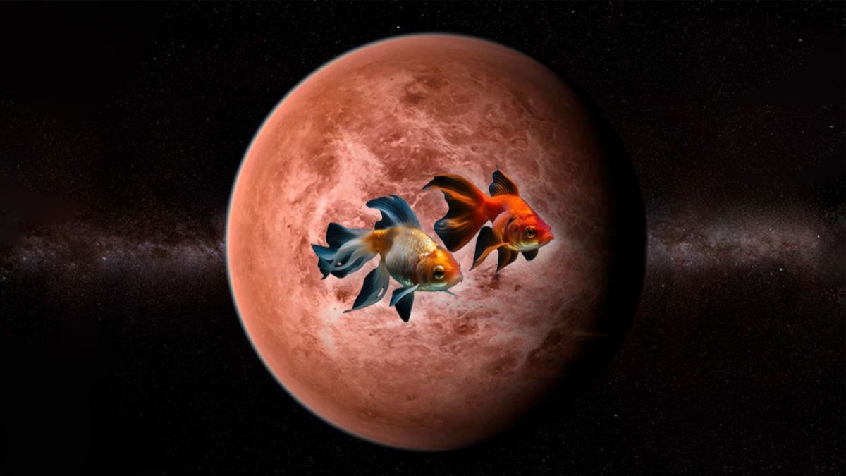 Astrología: los 4 signos afortunados por la entrada de Venus retrógrado en Piscis