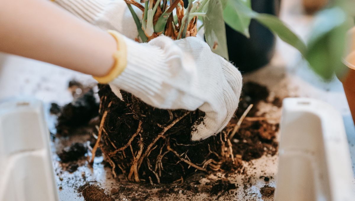 Tierra preparada. Tierra preparada.