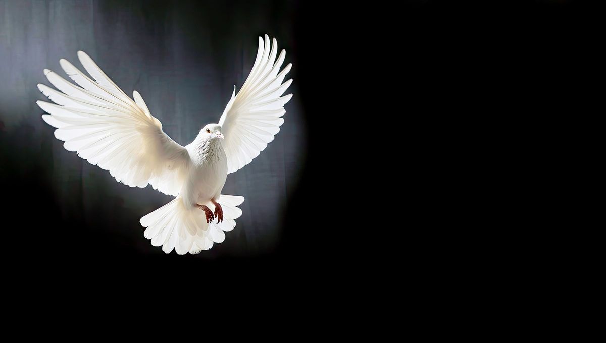 Se cree que las palomas fueron las primeras aves domesticadas. Se cree que las palomas fueron las primeras aves domesticadas.