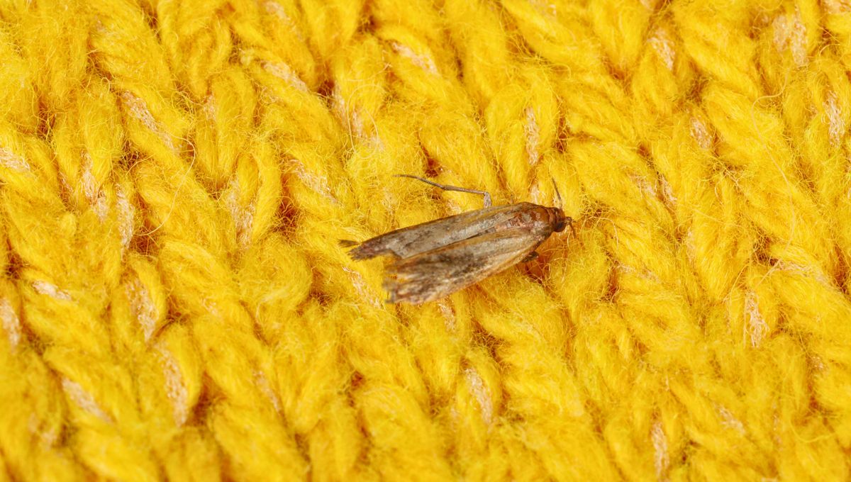 La polilla de la ropa llega atraída por la humedad y el olor a comida La polilla de la ropa llega atraída por la humedad y el olor a comida