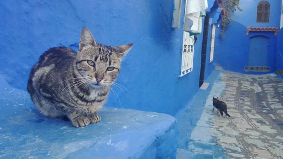 Dos gatos son mejor que uno, según los expertos. Dos gatos son mejor que uno, según los expertos.