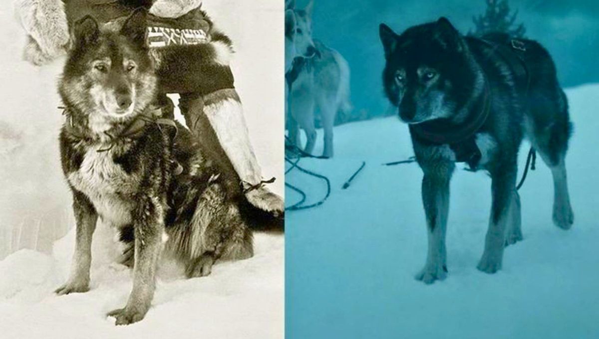 Togo fue uno de los descendientes del ex perro l&iacute;der, Suggen. Fue llamado as&iacute; en recuerdo del almirante japon&eacute;s Tg Heihachir.