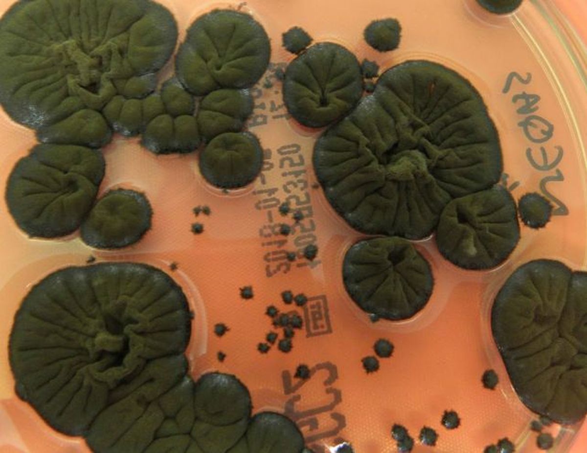 Estudio revela sorprendente evolución de los hongos de Chernobyl