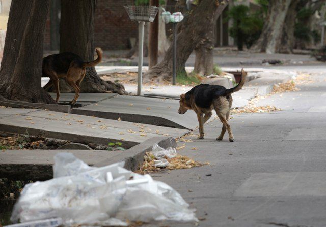 A partir de ahora, una vez por mes se sentarán representantes de la Municipalidad de Godoy Cruz y tres de organizaciones que defienden los derechos de los animales. A partir de ahora, una vez por mes se sentarán representantes de la Municipalidad de Godoy Cruz y tres de organizaciones que defienden los derechos de los animales.