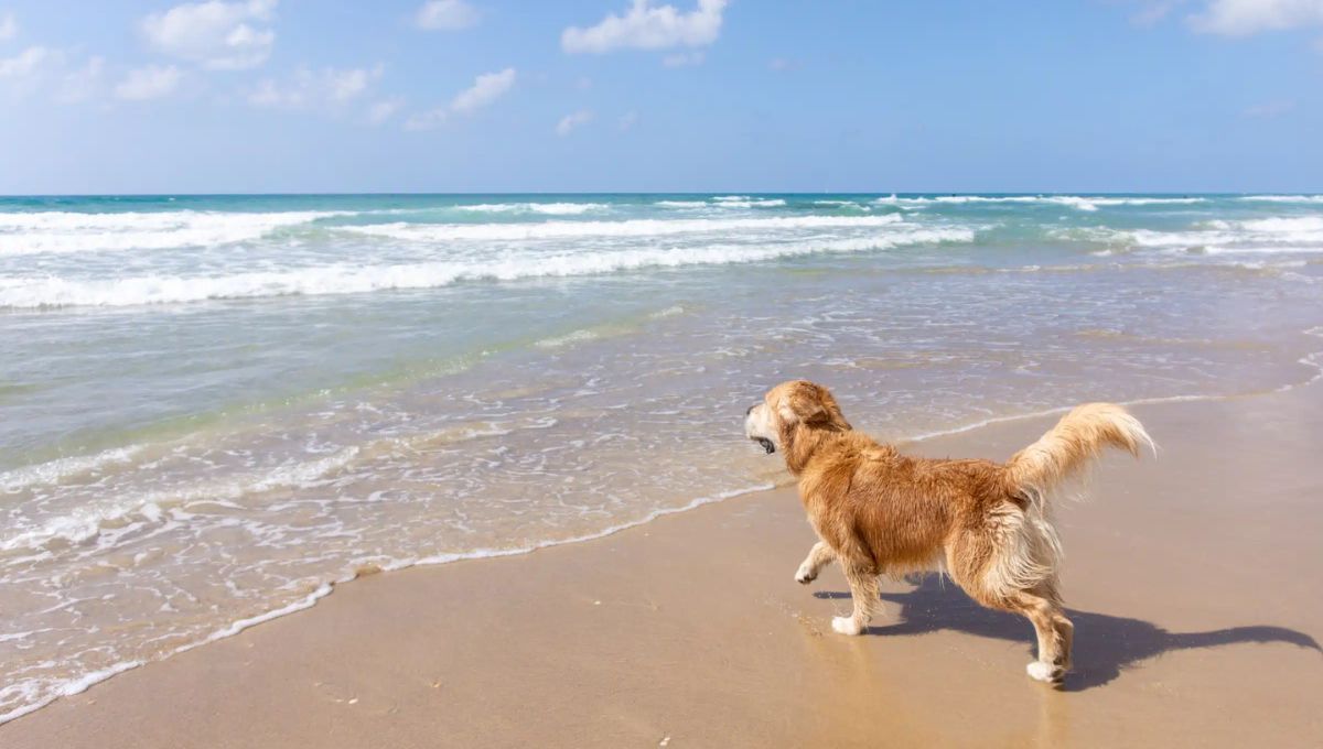La mejor playa para ir con perros en Miami