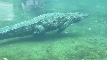 Impactante video de un cocodrilo nadando con una pierna en la boca