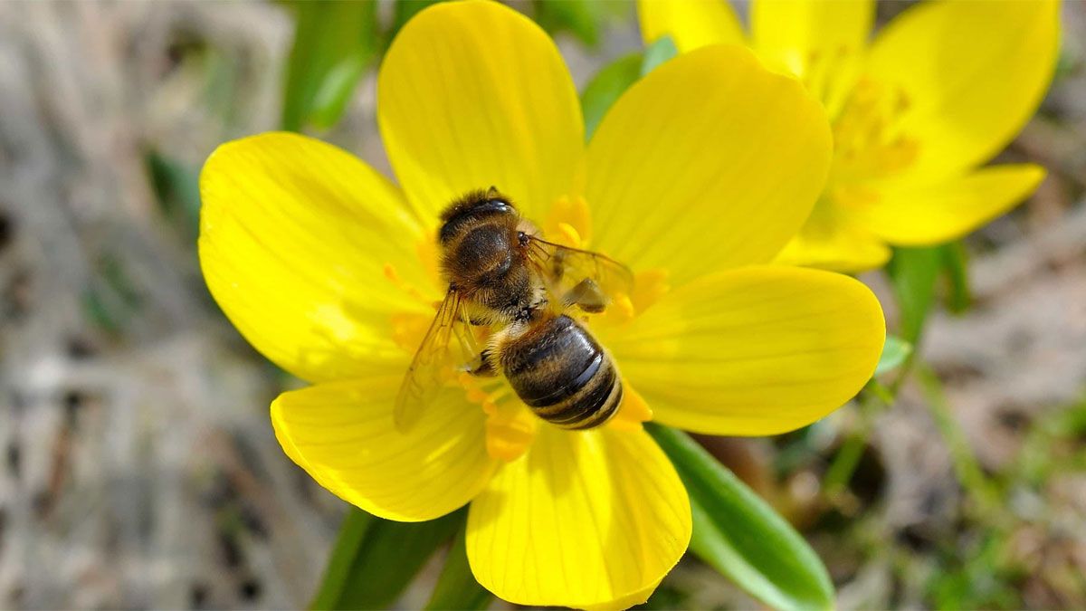 Las abejas y avispas, por lo general, no son muy bien bienvenidas en el jardín de la casa. Las abejas y avispas, por lo general, no son muy bien bienvenidas en el jardín de la casa.