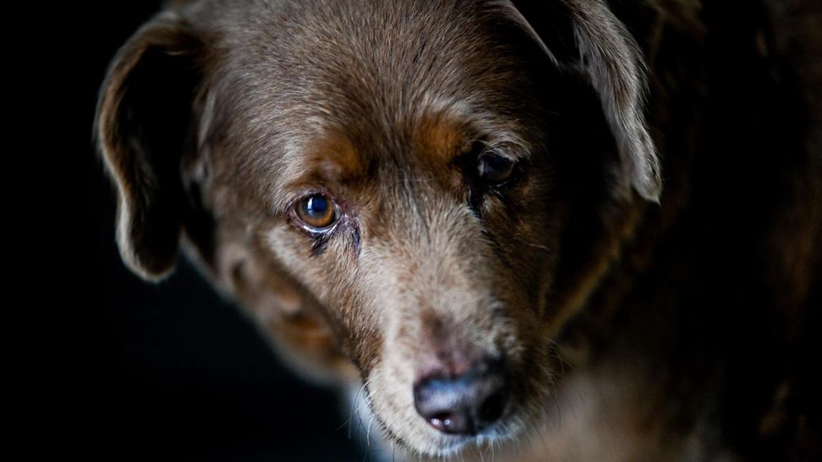 La edad en los perros no es importante en muchos casos, según la ciencia veterinaria. La edad en los perros no es importante en muchos casos, según la ciencia veterinaria. 