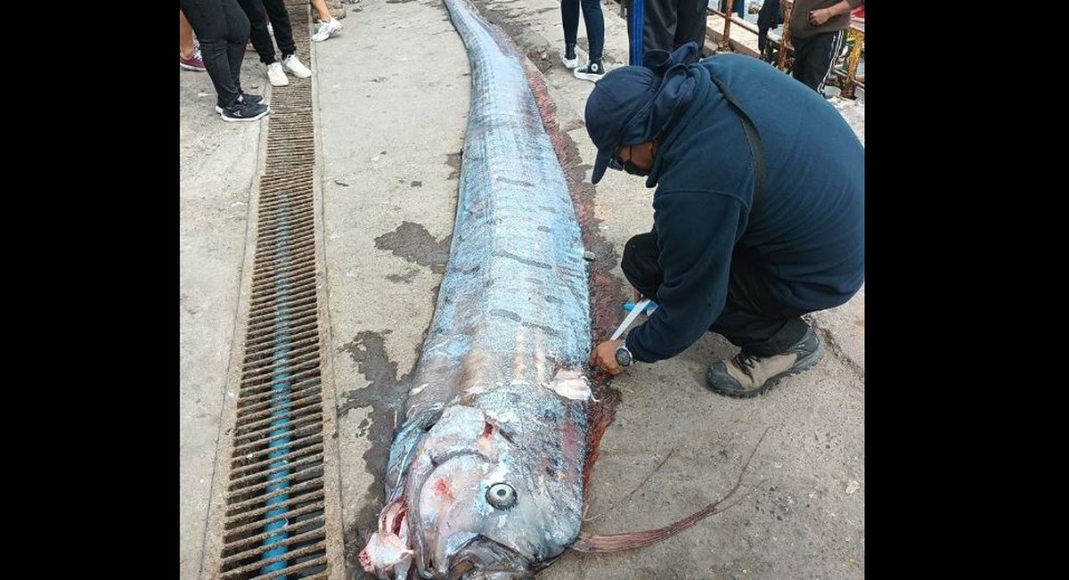 El pez remo capturado en la costa de Arica llamó la atención de los pobladores y los trabajadores portuarios de ese lugar
