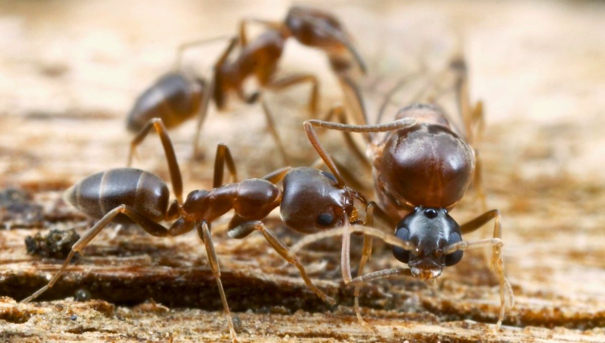 La colonia de hormigas m&aacute;s grande est&aacute;n en Argentina y tiene m&aacute;s de 6.000 kil&oacute;metros de largo.