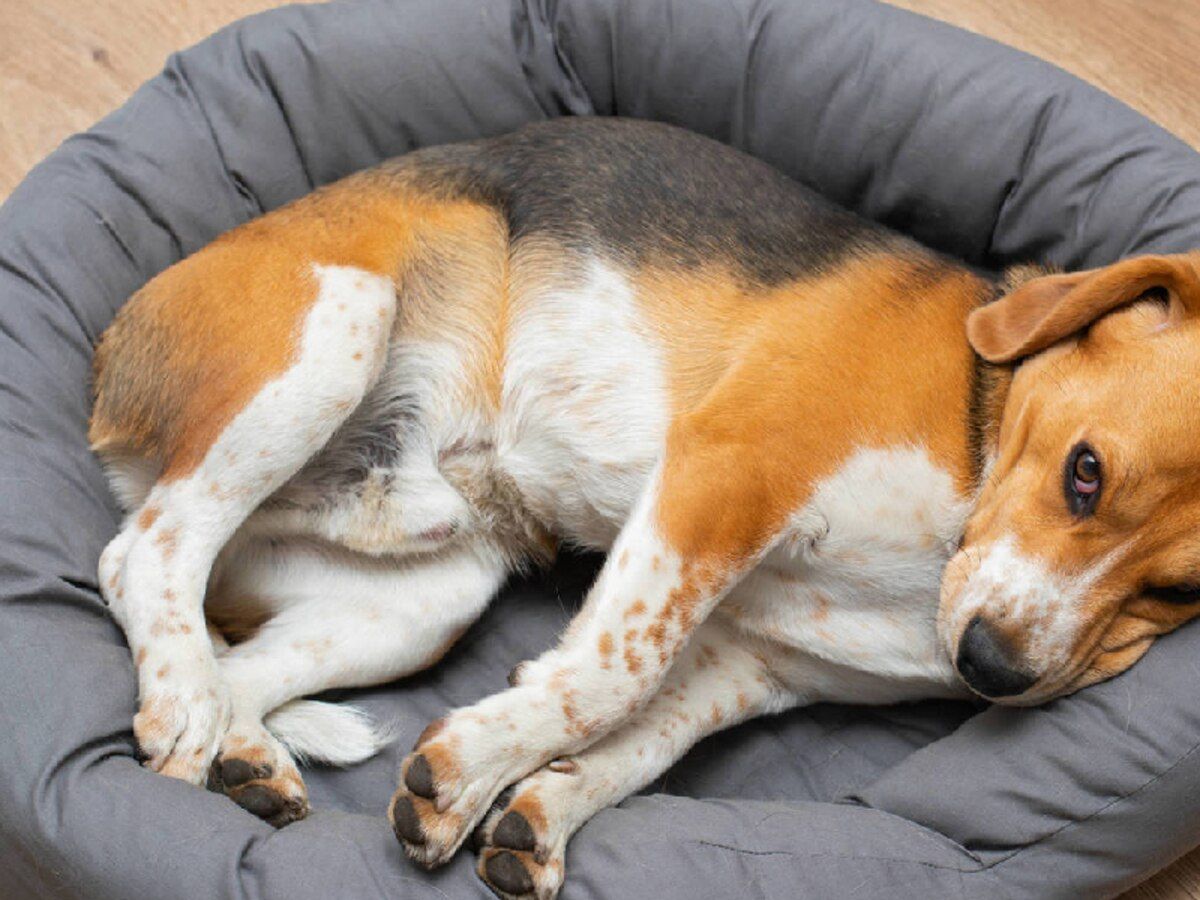 Este comportamiento es totalmente instintivo.&nbsp;