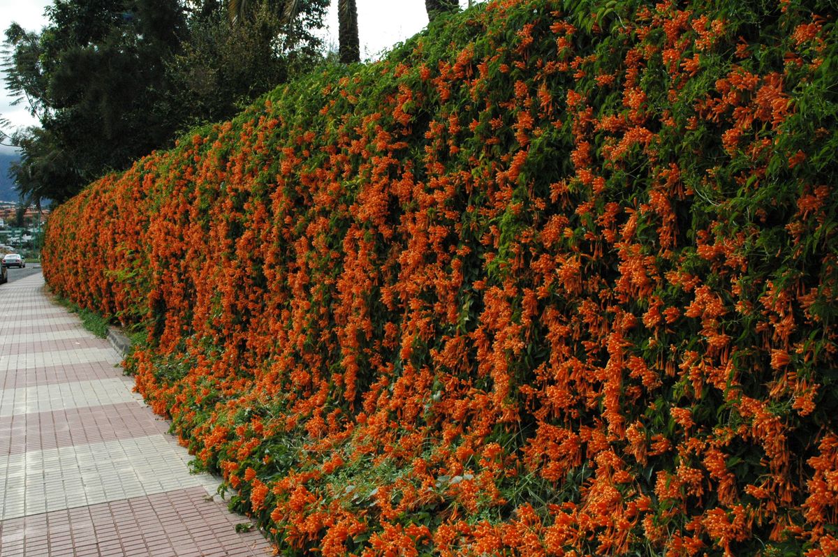 La flor de San Juan es ideal para crear un cerco y tener privacidad en el jard&iacute;n.